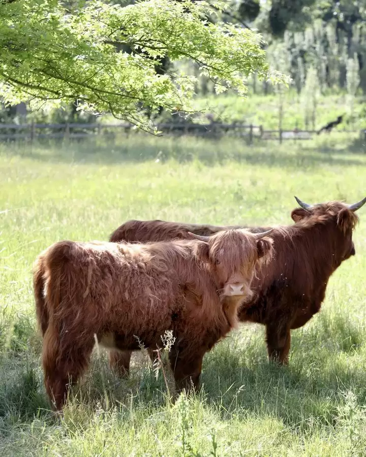 Domaine de Primard - Nature & Animaux